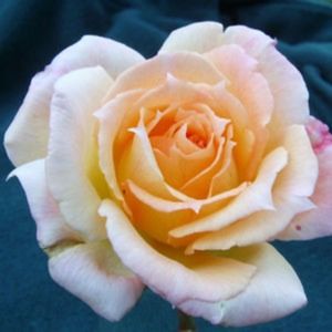 Meet your Posher, Jill